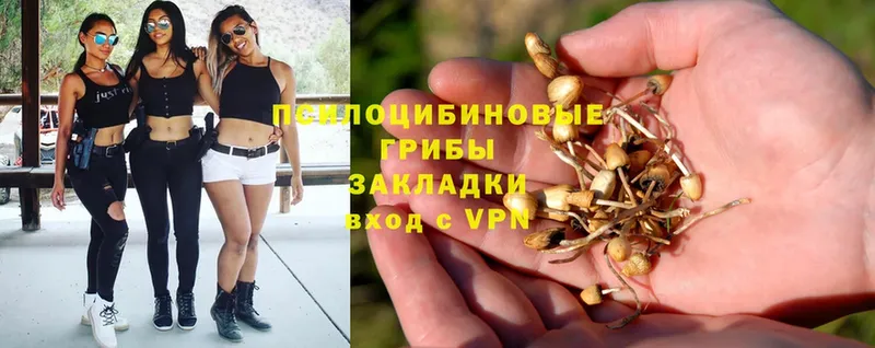 продажа наркотиков  Амурск  Галлюциногенные грибы Psilocybine cubensis 